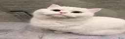 British Shorthair cats for sale: Luna is ready for a new home in Twickenham - Advert 8