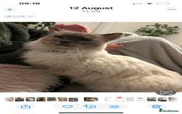 Ragdoll cats for sale: Affectionate calm ragdoll cat free to good home - Image 1