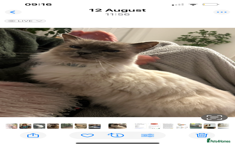 Ragdoll cats - Advert 4