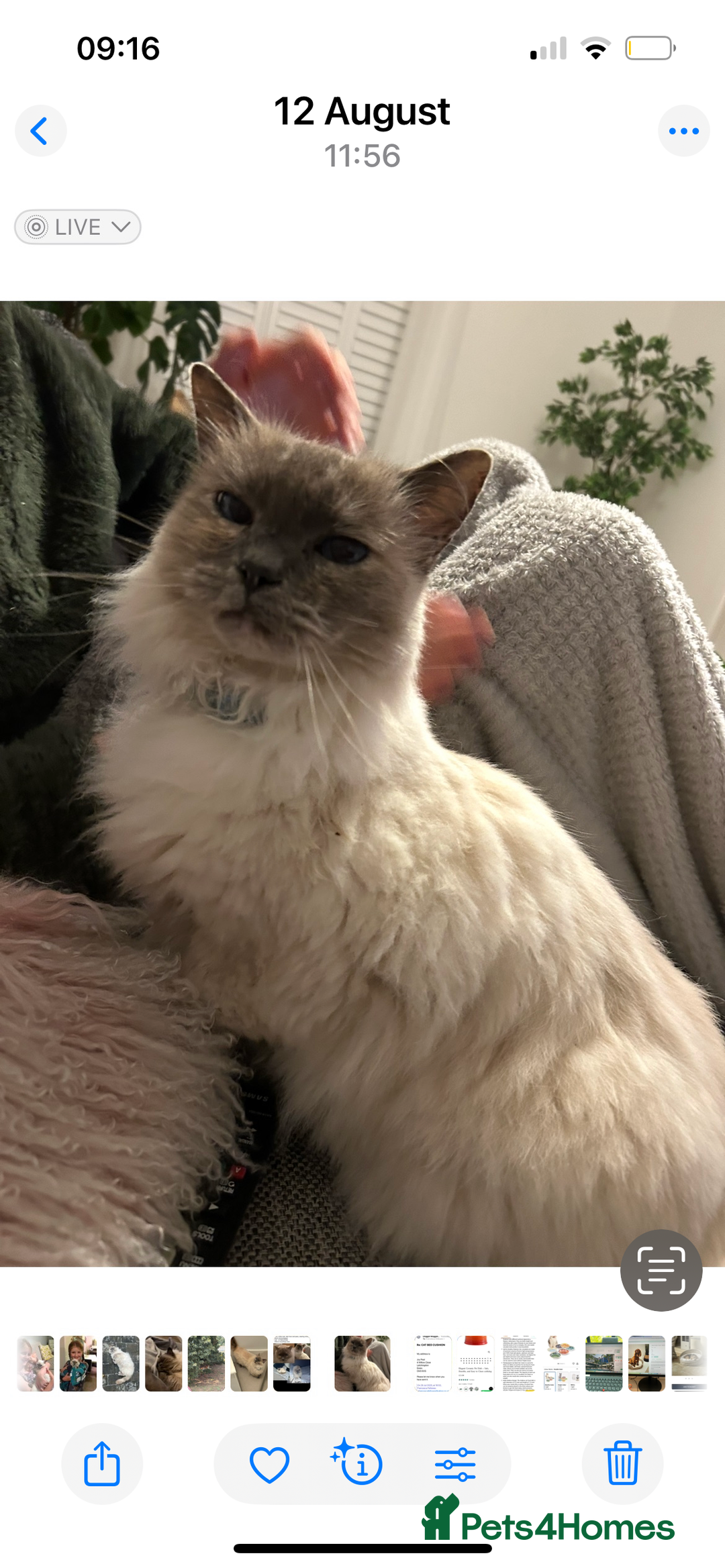 Ragdoll cats for sale: Affectionate calm ragdoll cat free to good home - Image 1