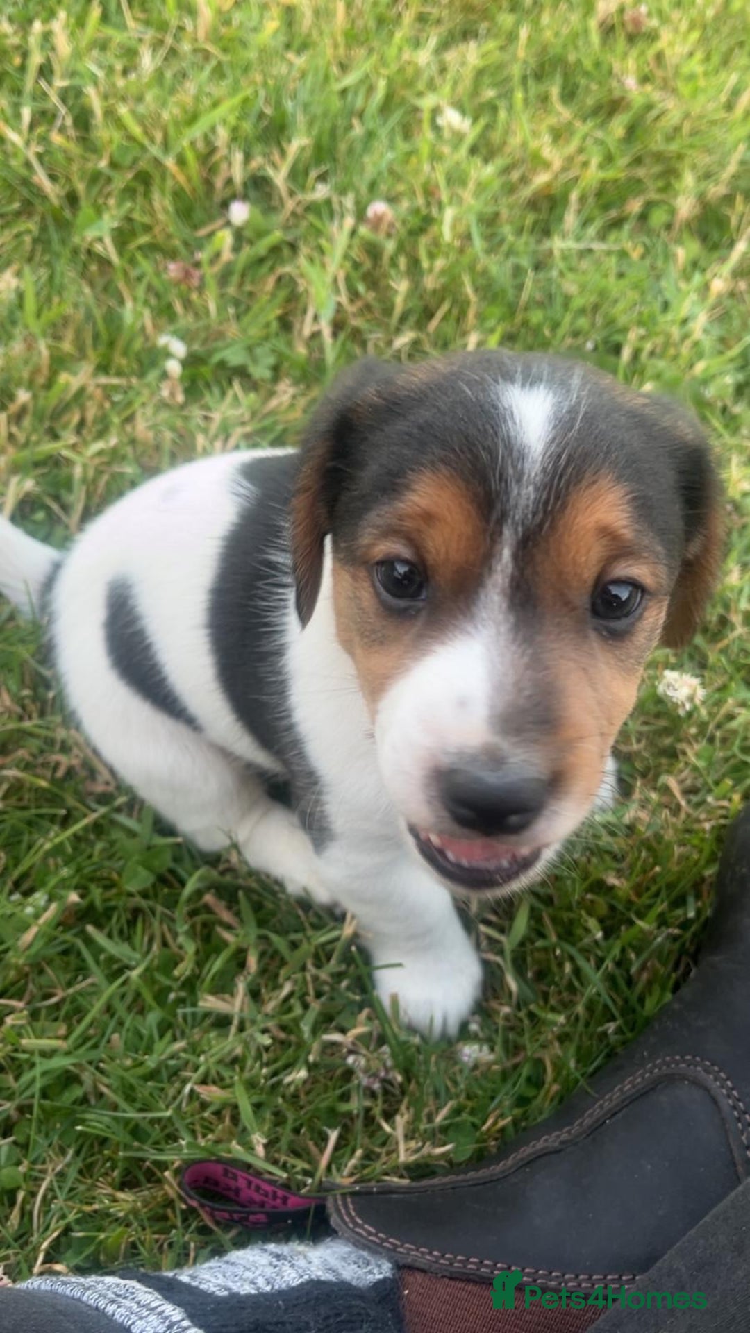 Mixed Breed dogs for sale: Beautiful beagle cross puppies - Image 12
