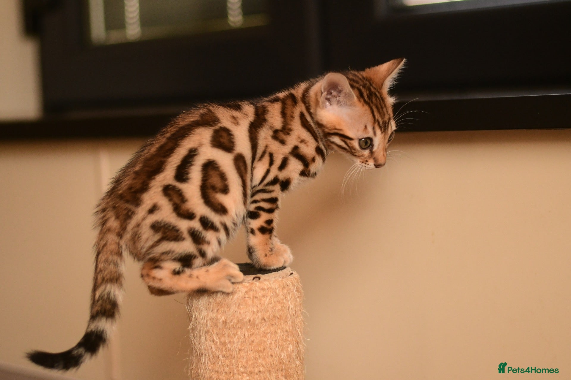 Bengal cats Registered pedigree bengal kittens - Advert 2