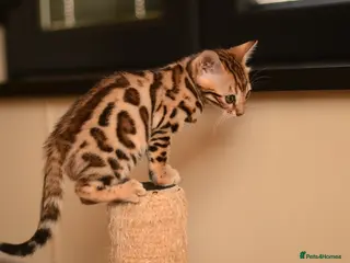 Bengal cats Registered pedigree bengal kittens - Advert 18