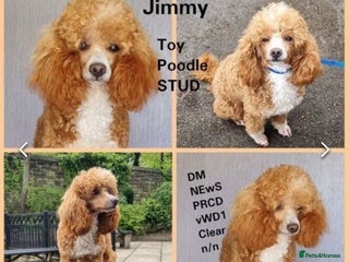 Toy Poodle dogs in Blaydon-on-Tyne - Advert 8