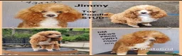 Toy Poodle dogs for stud: Jimmy tuxedo toy poodle  in Blaydon-on-Tyne - Advert 1