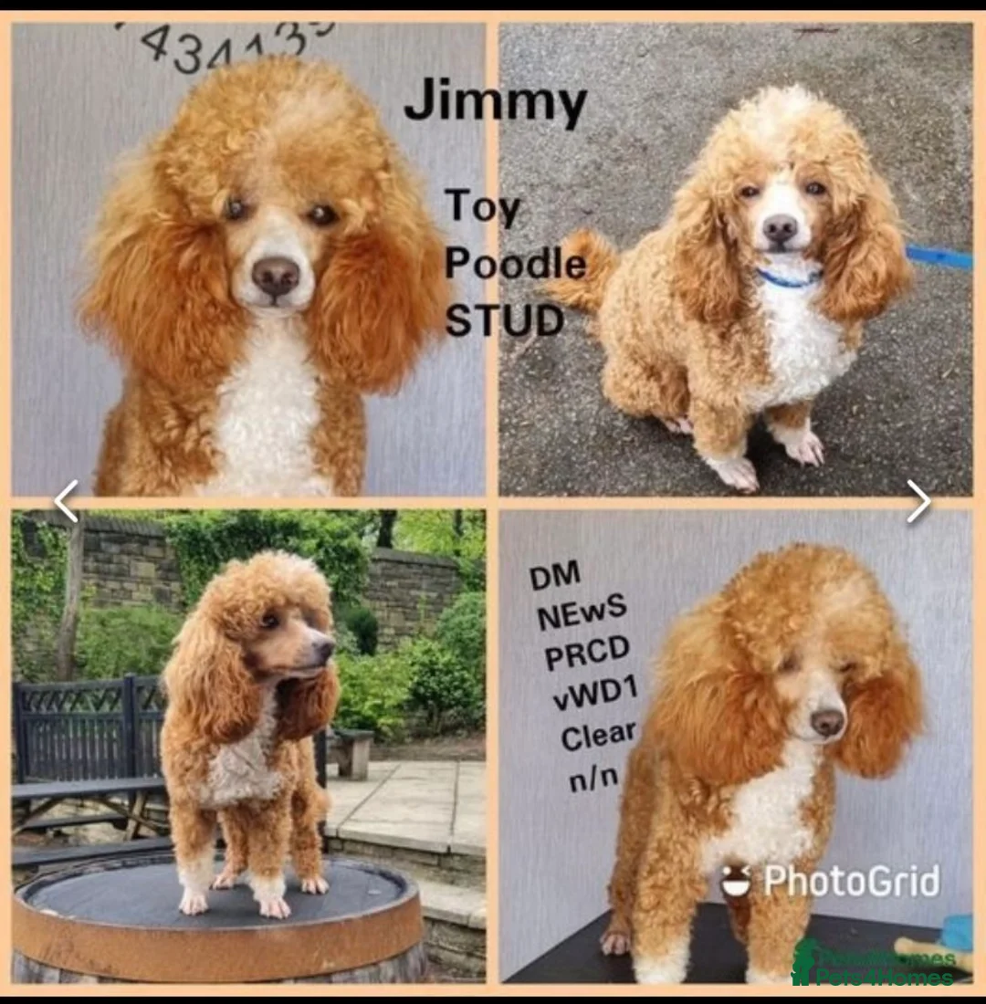 Toy Poodle dogs for stud: Jimmy tuxedo toy poodle  in Blaydon-on-Tyne - Advert 1