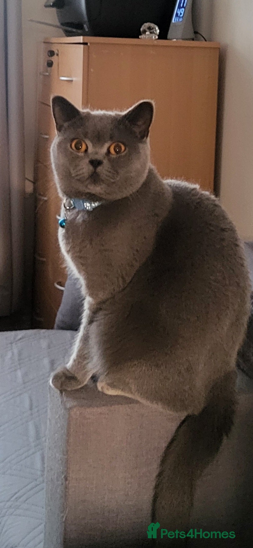 British Shorthair cats  2 amazing boys -  Superfecundation! - Advert 16