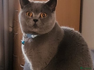 British Shorthair cats Four amazing boys - Advert 1