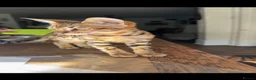 Bengal cats for sale: Bengal kitten London Ready to leave  - Advert 2