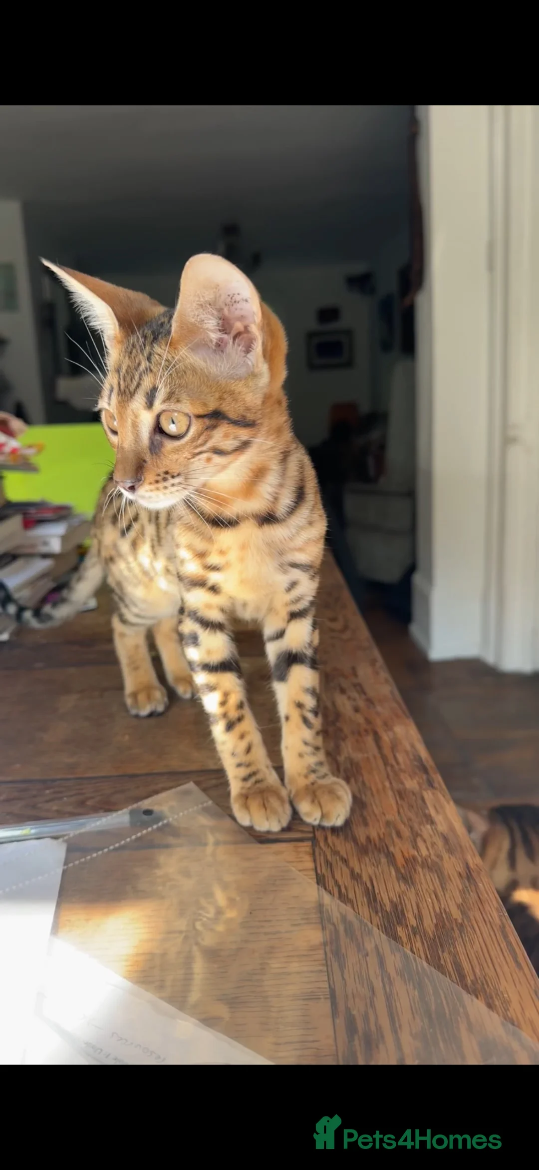 Bengal cats for sale: Bengal kitten London Ready to leave  - Advert 2