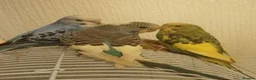 Budgerigars birds for sale: Baby budgie for sale  - Advert 1