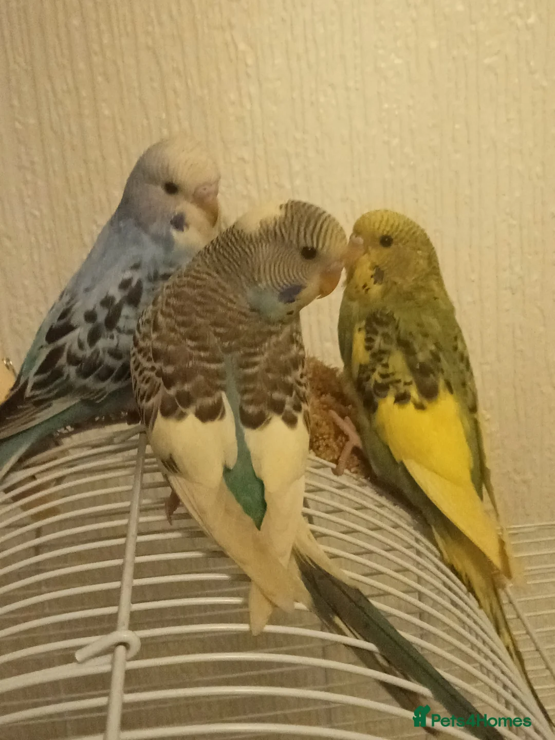 Budgerigars birds for sale: Baby budgie for sale  - Advert 1