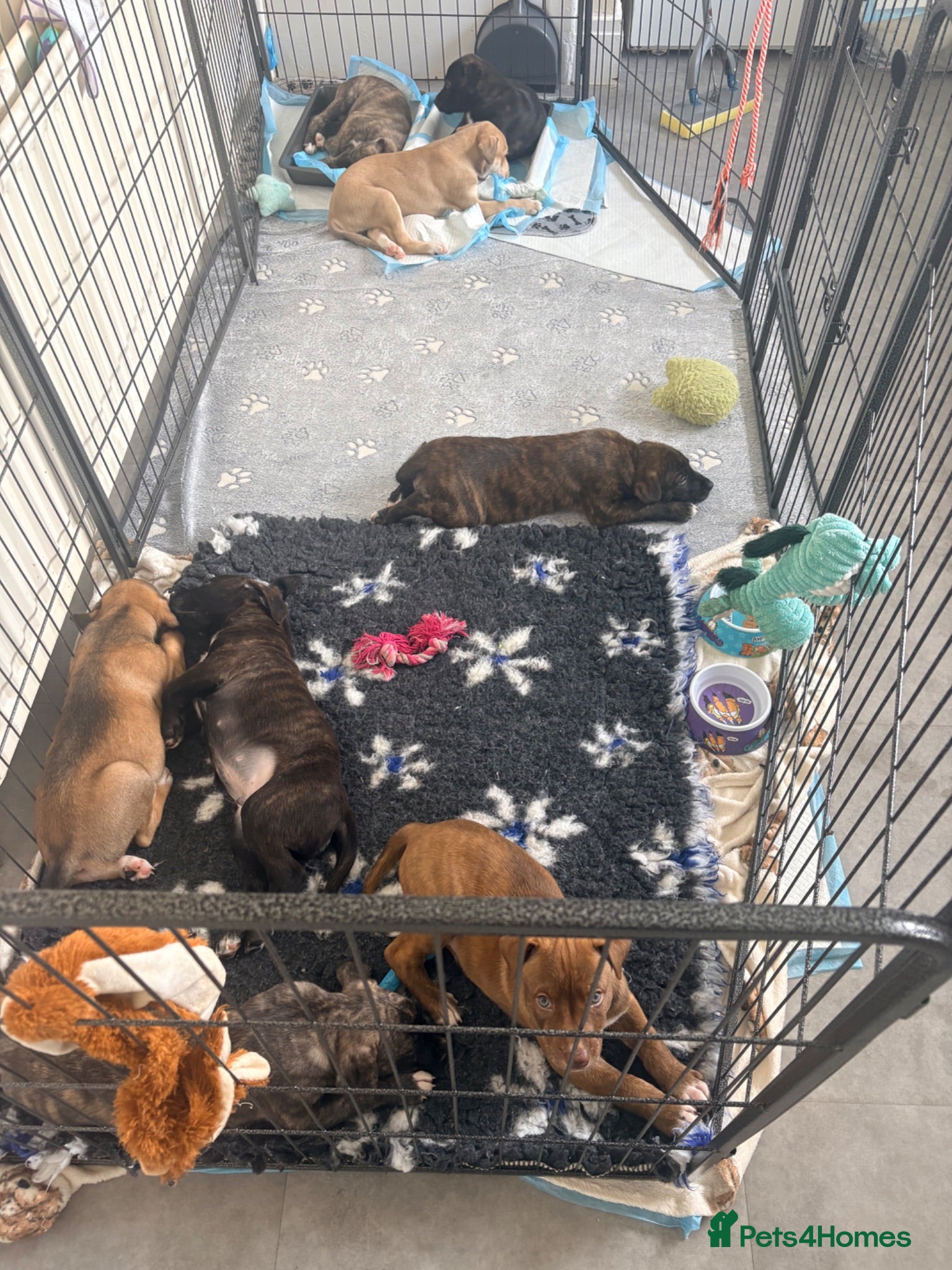 Mixed Breed dogs Saluki Bull Grey Puppies - Advert 2