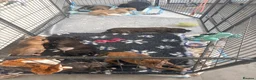Mixed Breed dogs for sale: Saluki Bull Grey Puppies - Advert 1