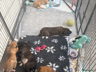 Mixed Breed dogs Bull lurcher Puppies - Advert 5