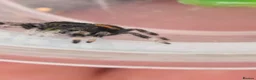 Spiders invertebrates for sale: Unsexed i5/i6 Jumping spider Florida Everglades  - Advert 3