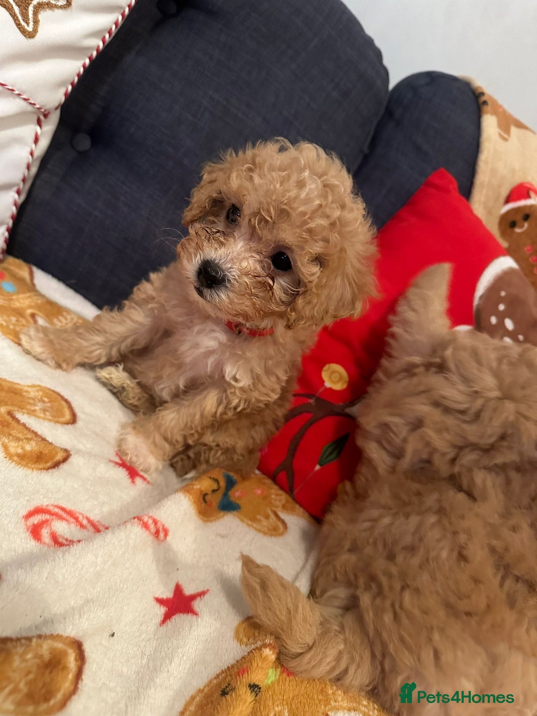 Maltipoo dogs for sale: Stunning Toy Maltipoo pups ❤️ ready on Wednesday! - Advert 27