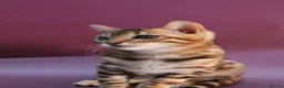 Bengal cats for sale: 🐾 Beautiful Bengal Kitten Aurora🐾 - Advert 10