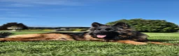German Shepherd dogs for sale: Stunning KC reg long coat German shepherd puppies  - Advert 14