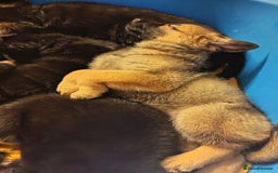 German Shepherd dogs for sale: BEAUTIFUL GERMAN SHEPHERD PUPS READY NOW - Image 41