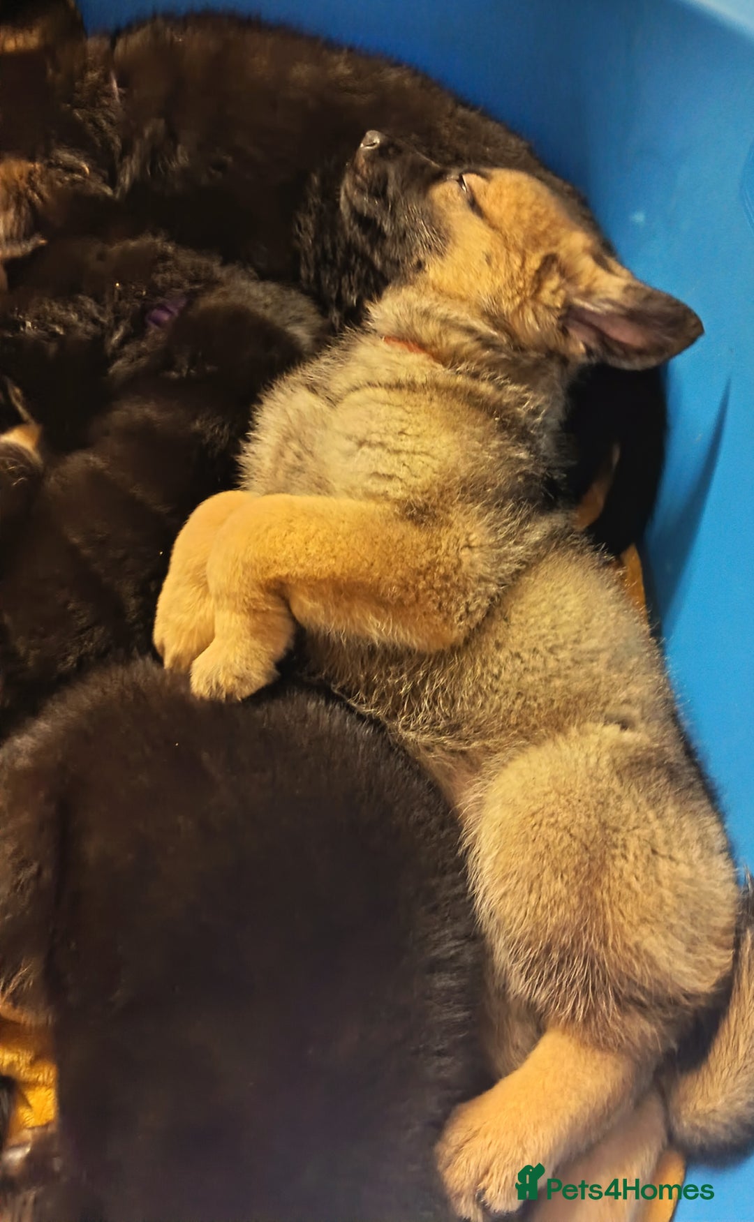 German Shepherd dogs for sale: BEAUTIFUL GERMAN SHEPHERD PUPS READY NOW - Image 41