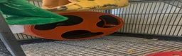Sugar Glider rodents for sale: 3 Sugar Gliders in Plymouth - Advert 4