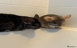 Chinchilla rodents for sale: 2 bonded male chinchillas - Image 15