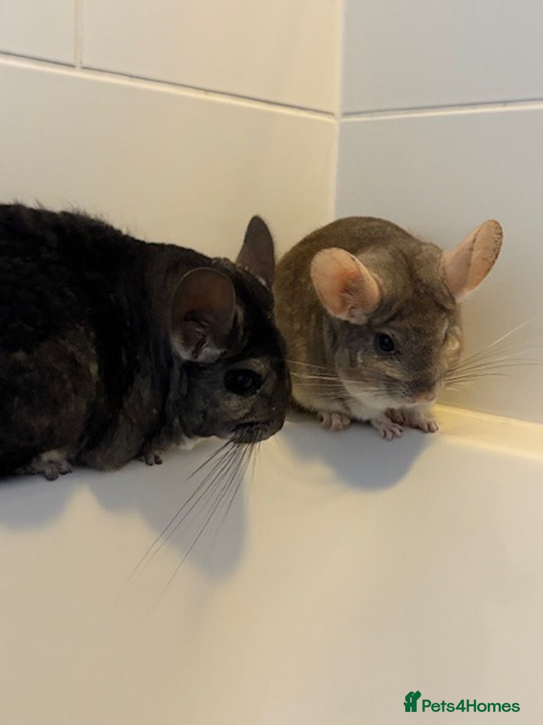 Chinchilla rodents for sale: 2 bonded male chinchillas - Image 15
