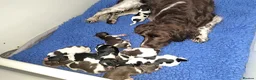 English Springer Spaniel dogs for sale: English Springer Spaniel pups  in Dunoon - Advert 2