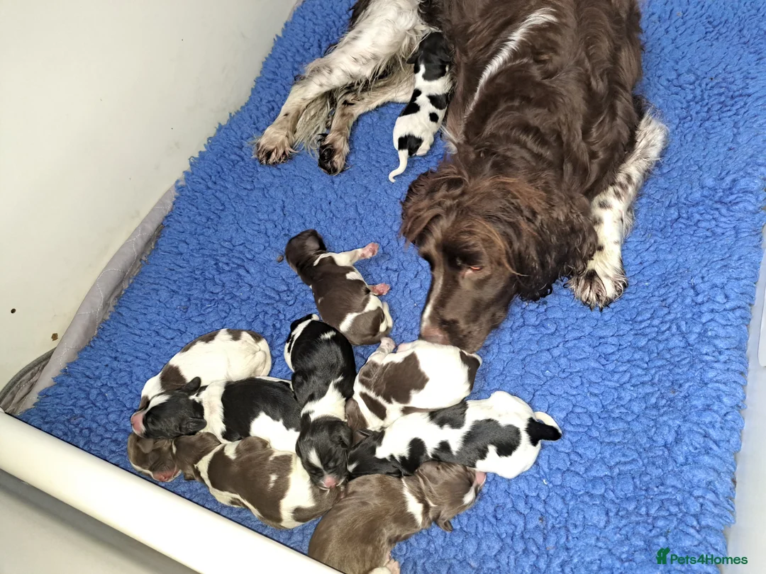 English Springer Spaniel dogs for sale: English Springer Spaniel pups  in Dunoon - Advert 2