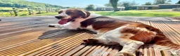 Welsh Springer Spaniel dogs for sale: WAITING LIST OPEN! PUPPIES DUE EARLY AUGUST  - Advert 1