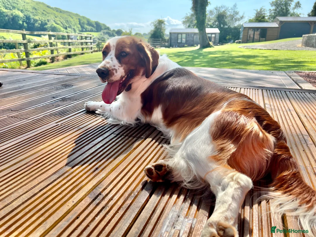 Welsh Springer Spaniel dogs for sale: WAITING LIST OPEN! PUPPIES DUE EARLY AUGUST  - Advert 1