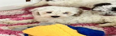 Cockapoo 5