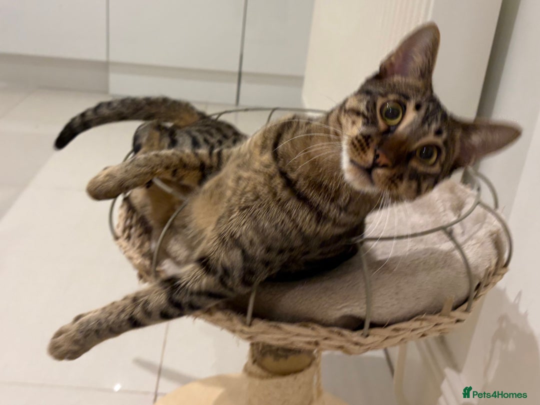 Savannah cats for sale: Super affectionate F6 SBT Savannah boy - Advert 14
