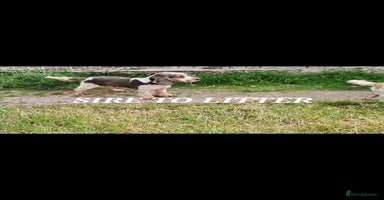 Cocker Spaniel dogs - Advert 10