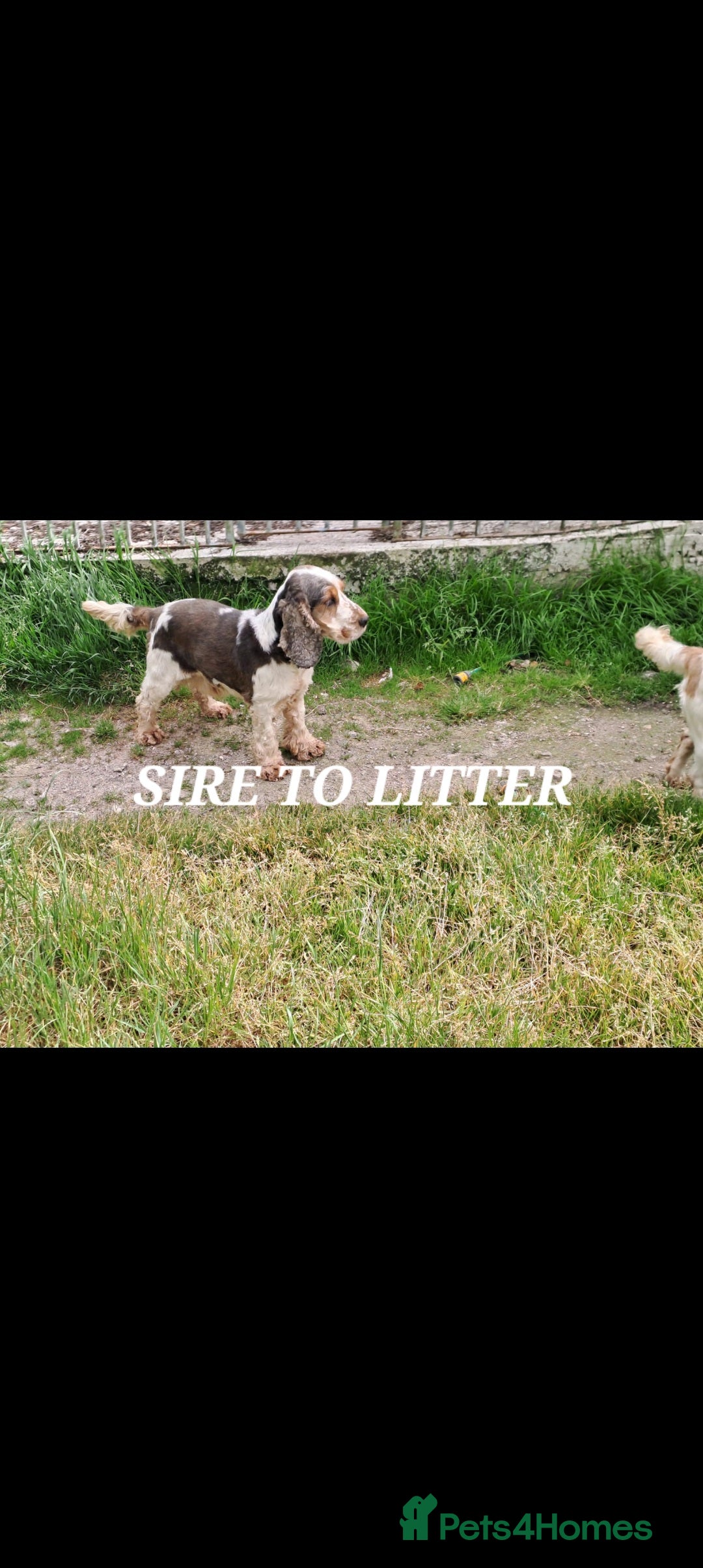 Cocker Spaniel dogs for sale: QUALITY COCKER SPANIAL PUPPIES VARIOUS COLOURS - Image 2