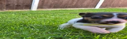 Jack Russell dogs for sale: Short haired Jack Russell puppy - Advert 3