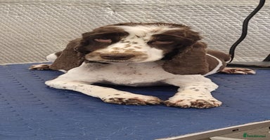 Cockapoo dogs - Advert 8