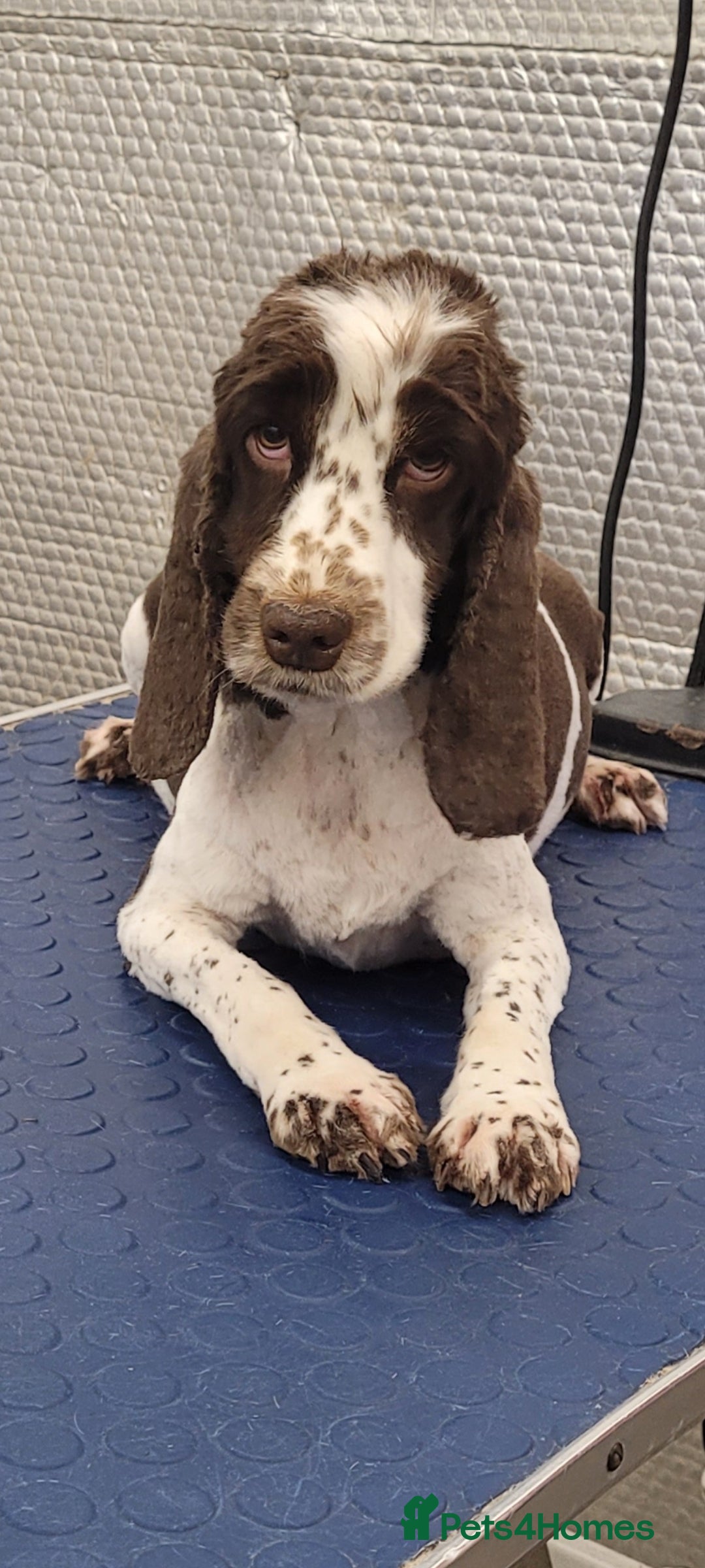 Cockapoo dogs for sale: 2 STUNNINF F1 FEMALE COCKAPOOS - Image 7