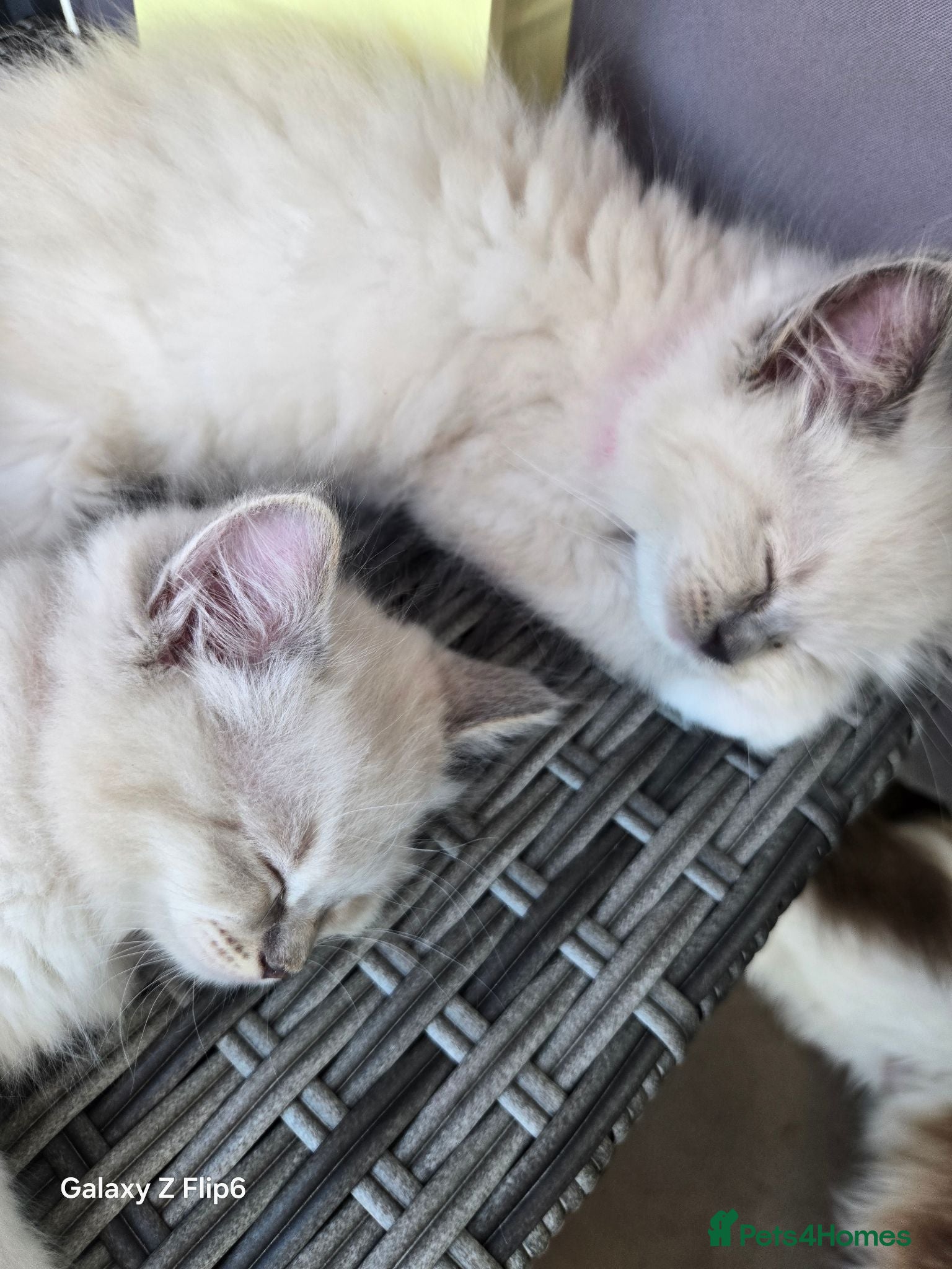 Ragdoll cats Beautiful pure breed ragdoll kittens  - Advert 2