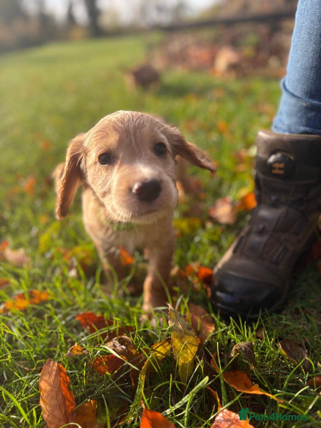 Cocker Spaniel dogs for sale: Kc reg Working Cocker Spaniels - Image 5