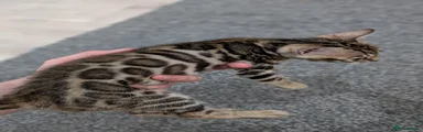 Bengal Kitten 3