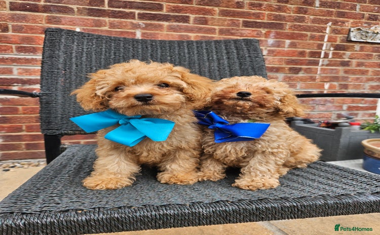 Cavapoo dogs - Advert 1
