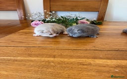 British Shorthair cats for sale: 5 TICA BRITISH SHORTHAIRED KITTENS - Image 12