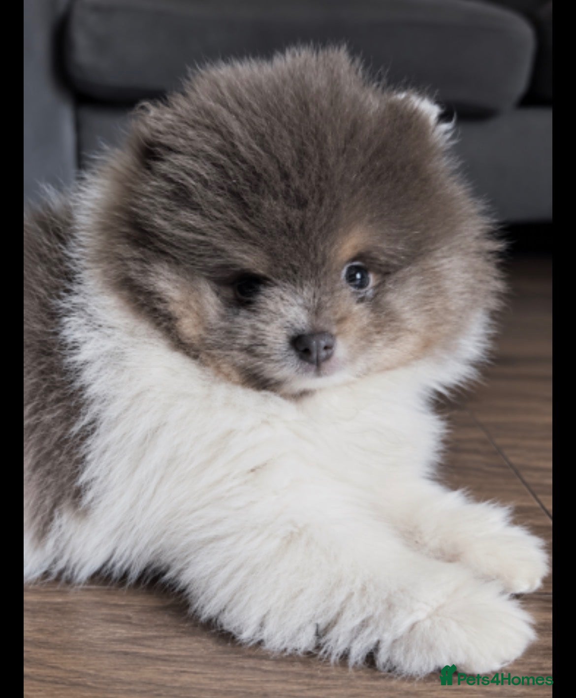 Pomeranian dogs Rare! Lilac & Tan Parti Teddy Bear Pomeranian - Advert 17