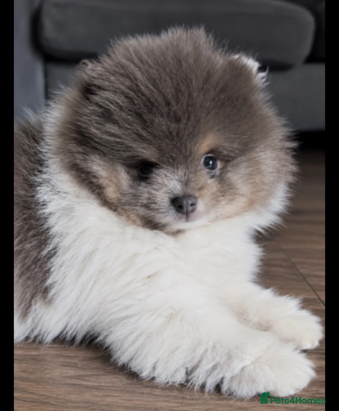 Pomeranian dogs for sale: Rare! Lilac & Tan Parti Teddy Bear Pomeranian - Advert 1