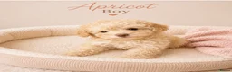 Toy Poodle dogs for sale: Chocolate & Toy Poodle Babies READY NOW - Advert 10