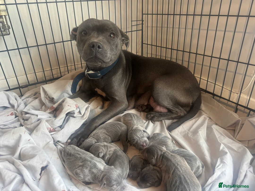 Staffordshire Bull Terrier dogs for sale: Staffy pups  - Advert 1