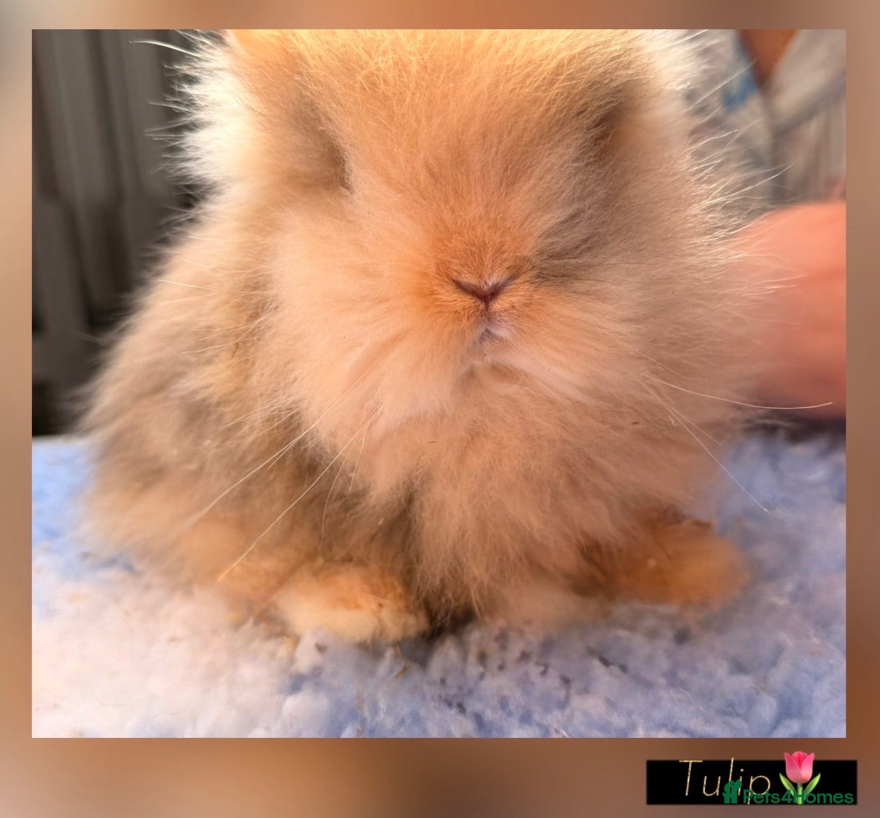 Lionhead rabbits PEDIGREE DOUBLE-MANE LIONHEADS 💕 - Advert 4
