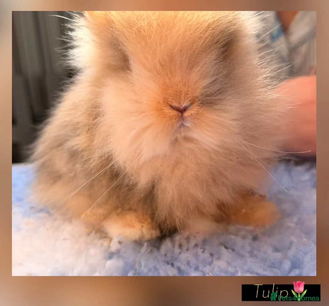 Lionhead rabbits for sale: PEDIGREE DOUBLE-MANE LIONHEADS 💕 - Advert 1
